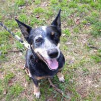 Abbott Animal Wellness Center ico