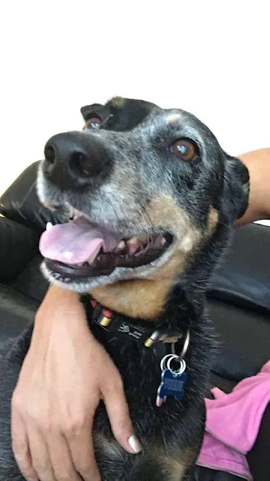 Abbott Animal Wellness Center Picture 7