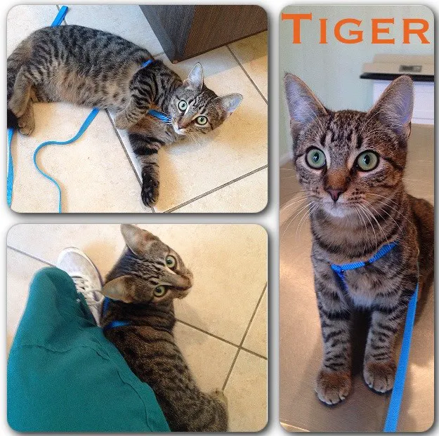 Abbott Animal Wellness Center Picture 4