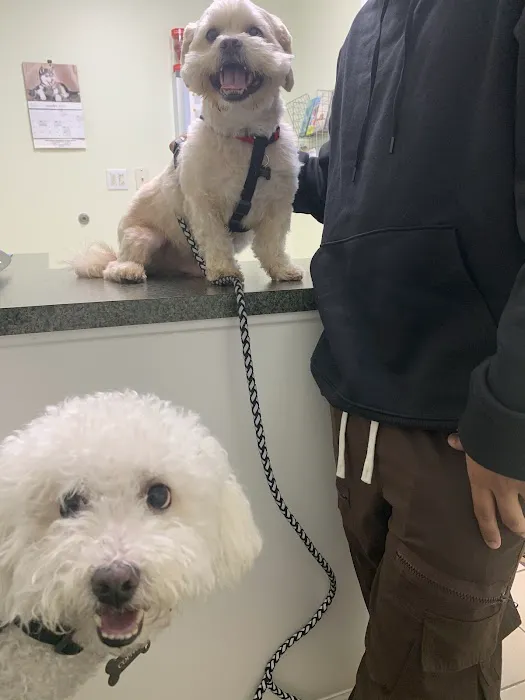 Abbott Animal Hospital Picture 7
