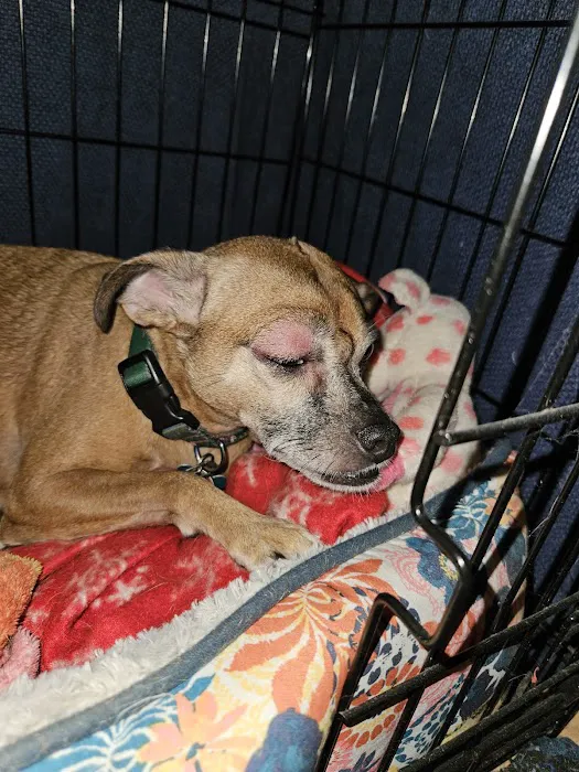 Abbott Animal Hospital Picture 9