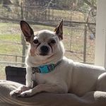 Killian Hill Animal Hospital