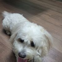 Mountain Park Animal Hospital: Nancy J. Buchinski, DVM ico