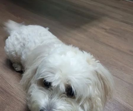 Mountain Park Animal Hospital: Nancy J. Buchinski, DVM