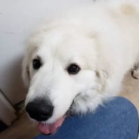 Mountain Park Animal Hospital ico