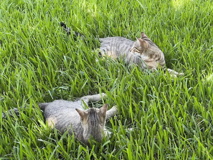 Mountain Park Animal Hospital Picture 7