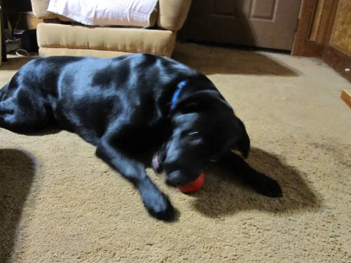 Mountain Park Animal Hospital Picture 9
