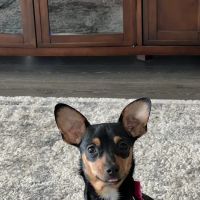 Carolina Forest Veterinary Hospital ico