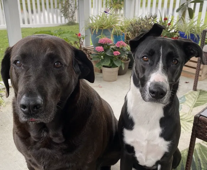 Carolina Forest Veterinary Hospital Picture 7