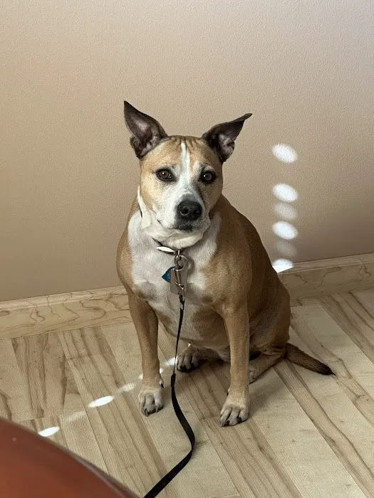 VCA Palmetto Animal Hospital Picture 1