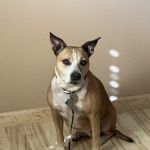VCA Palmetto Animal Hospital