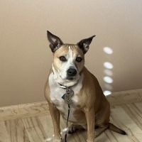 VCA Palmetto Animal Hospital ico