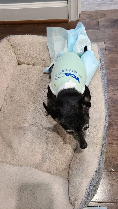 VCA Palmetto Animal Hospital Picture 4