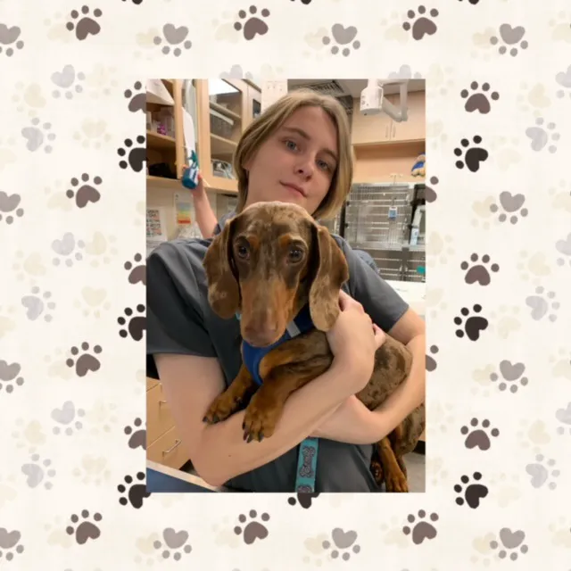 VCA Palmetto Animal Hospital Picture 7
