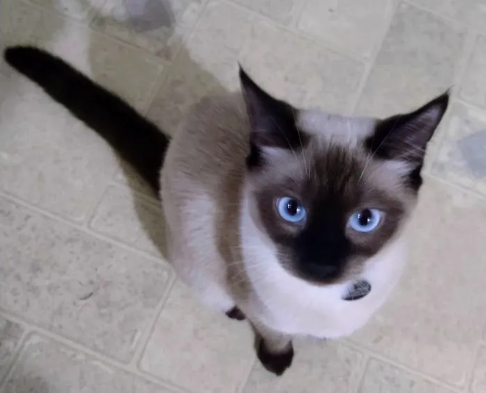 Luna Nera Cattery Picture 3