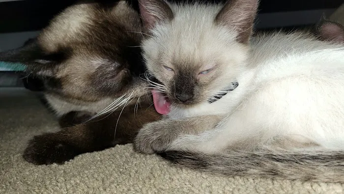 Luna Nera Cattery Picture 2