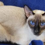 Luna Nera Cattery