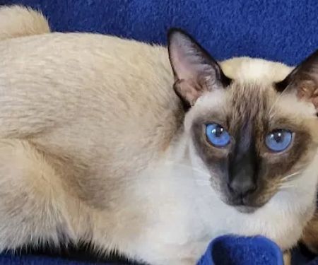 Luna Nera Cattery