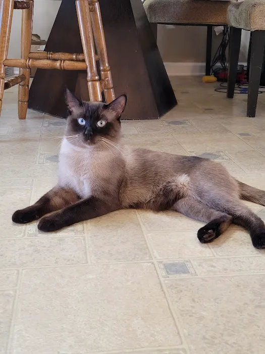 Luna Nera Cattery Picture 5