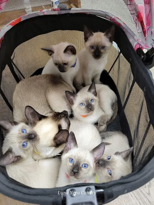 Luna Nera Cattery Picture 8