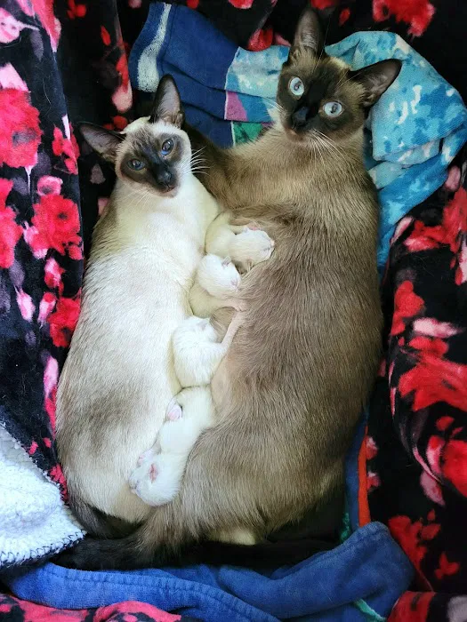 Luna Nera Cattery Picture 7