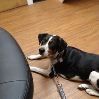 Meadowlawn Animal Services at Myrtle Beach ico