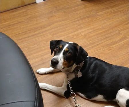 Meadowlawn Animal Services at Myrtle Beach