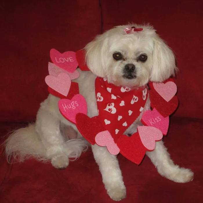 Meadowlawn Animal Services at Myrtle Beach Picture 7