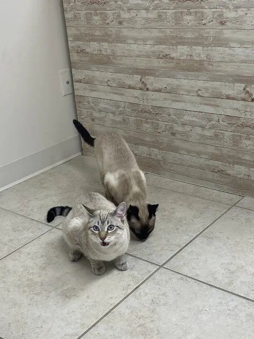 Cat's Meow Veterinary Hospital Picture 2