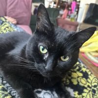 Cat's Meow Veterinary Hospital ico