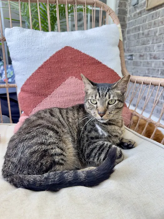 Cat's Meow Veterinary Hospital Picture 7