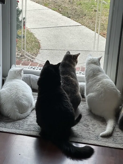 Cat's Meow Veterinary Hospital Picture 8