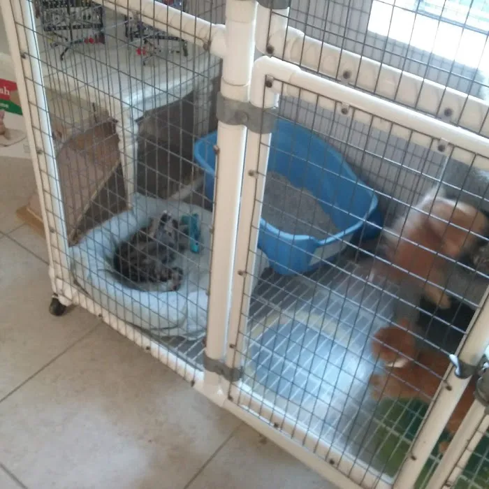 Cat's Meow Veterinary Hospital Picture 6