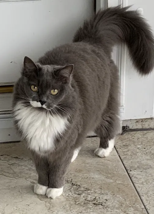 Cat's Meow Veterinary Hospital Picture 5