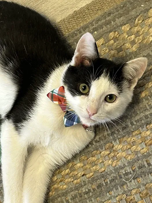 Cat's Meow Veterinary Hospital Picture 10