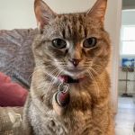 Hometown Veterinary Partners Myrtle Beach