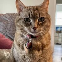 Hometown Veterinary Partners Myrtle Beach ico