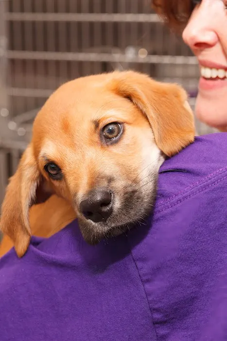 Hometown Veterinary Partners Myrtle Beach Picture 5