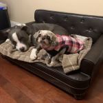 Advance Veterinary Care