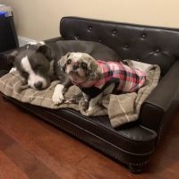 Advance Veterinary Care ico