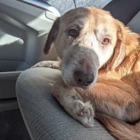 Altman Animal Hospital ico