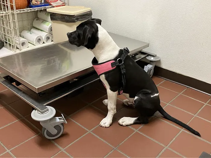 Altman Animal Hospital Picture 7