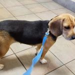 Baird's Animal Hospital