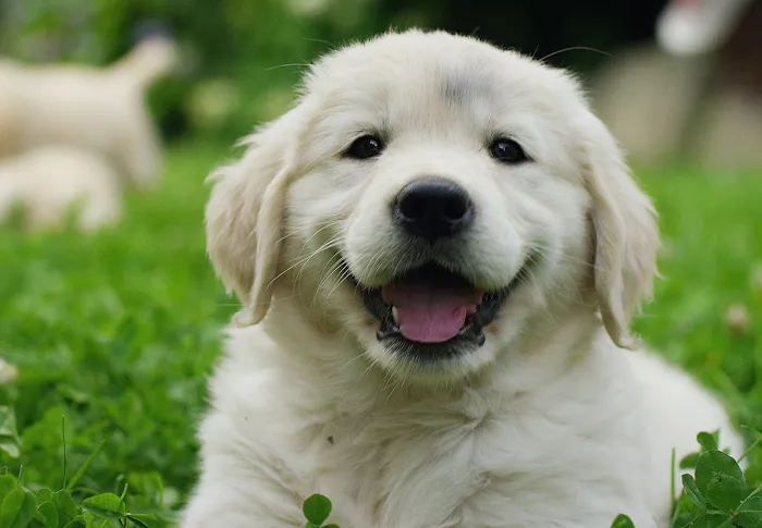 Baird's Animal Hospital Picture 9
