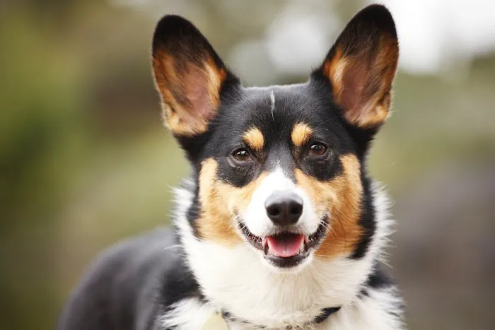 Baird's Animal Hospital Picture 8