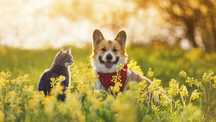 Baird's Animal Hospital Picture 2