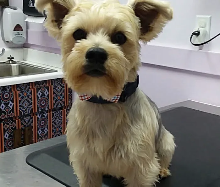 Southeastern Veterinary Hospital Pa Picture 3