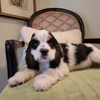 Southeastern Veterinary Hospital Pa ico