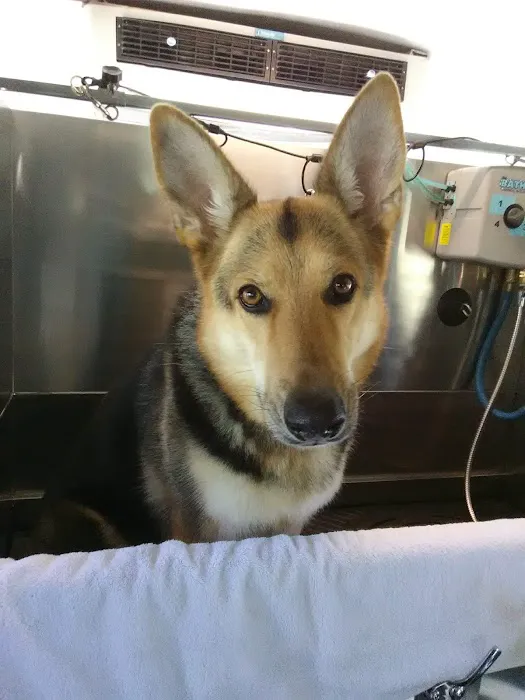 Southeastern Veterinary Hospital Pa Picture 7