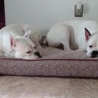 Pembroke Veterinary Hospital ico